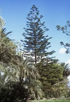Norfolk Island Pine