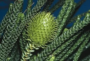 Images Dated 9th December 2004: Norfolk Island Pine Cone