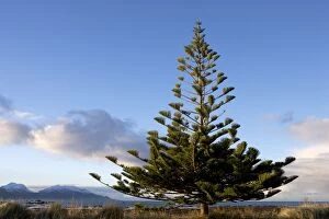 Images Dated 6th July 2007: Norfolk Island Pine. Photographed on the Kaikoura Peninsula, New Zealand