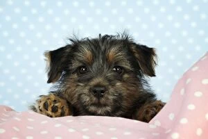 Images Dated 6th July 2009: Norfolk Terrier Dog - puppy