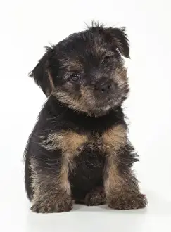 Norfolk Terrier Dog Puppy
