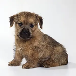 Norfolk Terrier Dog Puppy