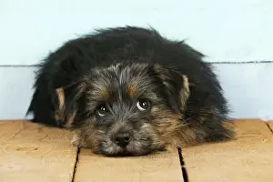 Norfolk Terrier Dog - puppy Digital Manipulation: changed background board colours