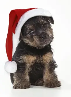 Glamour Prints: Norfolk Terrier Dog - Puppy wearing Christmas hat