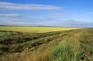 Images Dated 28th February 2006: Norfolk UK - scenic fenland