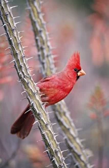 Images Dated 10th March 2005: Norhtern Cardinal - Male Sonoran Desert, Arizona, USA