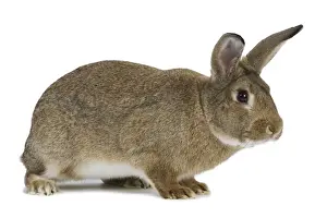 Normand Rabbit - in studio
