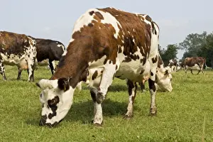 Production Prints: Normande tri-coloured cattle grazing Normandy France