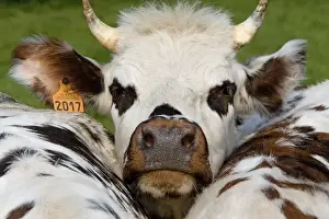Tagged Prints: Normandy Cow - face