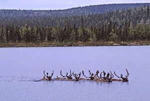 North America, Canada. Quebec. Woodland caribou