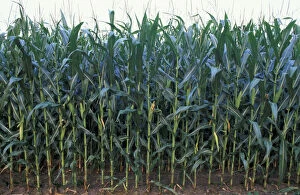 Images Dated 23rd April 2004: North America, US, MD, Corn at Chino Farms