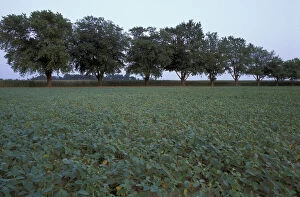 Images Dated 23rd April 2004: North America, US, MD, A field of soybeans