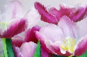 Floral Gallery: North America, USA, Florida, Orlando, tulips