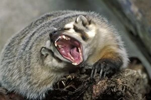 Badgers Gallery: North American Badger - on tree trunk, snarling