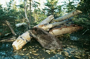 Lakes Gallery: North AMERICAN BEAVER - gnawing on branch to make a dam