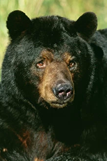 Head Gallery: North American Black BEAR - Adult male, close-up