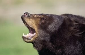 North American Black BEAR - close-up of head roaring