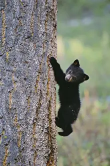 North American Black Bear Cub climbing tree