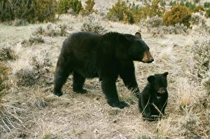 North American Black BEAR - parent with cub