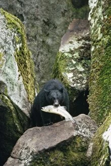 Americanus Gallery: North American Black BEAR - with salmon in mouth