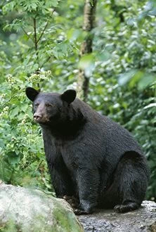 North American Black BEAR - sitting
