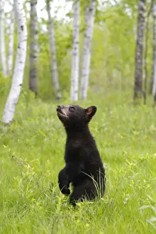 North American Black Bear - Spring cub 4 months. Minnesota - United States
