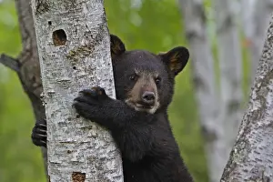 North American Black Bear - Spring cub 4 months climbing tree for security. Minnesota - United States