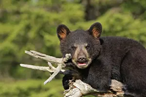 North American Black Bear - Spring cub 4 months old. Minnesota - United States