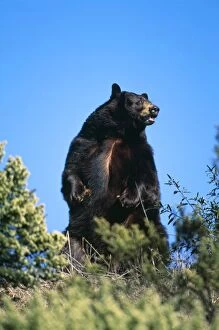 North American Black BEAR - STANDING UP