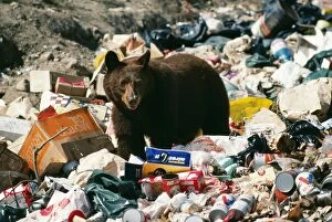 North American Black / Cinnamon BEAR - scavenging in rubbish