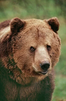 Alaska Gallery: North American BROWN BEAR - close-up of face