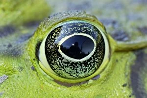 Images Dated 30th September 2007: North American Bullfrog - close-up of eye - Reserva Natural Laguna de Sonso - Departamento Cauca