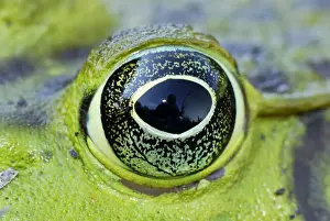 Bullfrogs Prints: North American Bullfrog - close-up of eye - Reserva Natural Laguna de Sonso - Departamento Cauca - Colombia