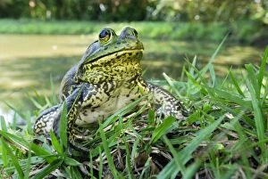 North American Bullfrog (Rana catesbeiana)