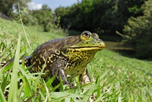 Images Dated 30th September 2007: North American Bullfrog - Reserva Natural Laguna de Sonso - Departamento Cauca - Colombia