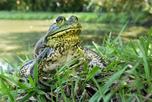 Images Dated 30th September 2007: North American Bullfrog - Reserva Natural Laguna de Sonso - Departamento Cauca - Colombia