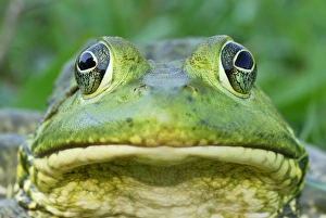 Images Dated 30th September 2007: North American Bullfrog - Reserva Natural Laguna de Sonso - Departamento Cauca - Colombia
