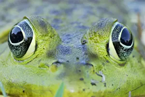 Bullfrogs Prints: North American Bullfrog - Reserva Natural Laguna de Sonso - Departamento Cauca - Colombia