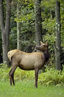 Images Dated 13th September 2013: North American Elk / Wapiti female during rutting season