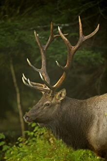 Images Dated 27th September 2013: North American Elk / Wapiti male during rutting season