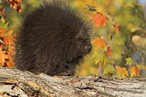 Images Dated 26th September 2010: North American Porcupine