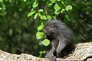 North American Porcupine - Baby. Montana - United States