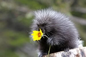 North American Porcupine - baby holding yellow flower