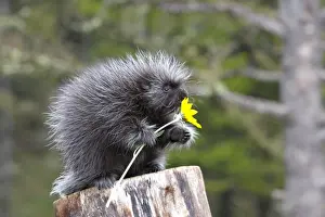 Baby Animal Prints: North American Porcupine - baby holding yellow flower. Montana - USA