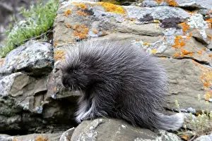 North American Porcupine - baby. Montana - USA