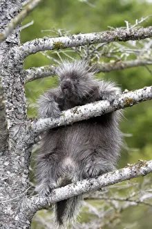 North American Porcupine - baby in tree. Montana - USA