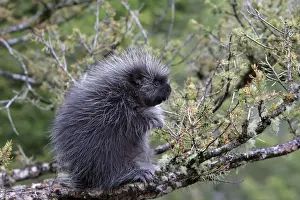 North American Porcupine - baby in tree. Montana - USA