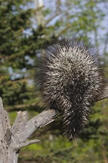 North American Porcupine - back view