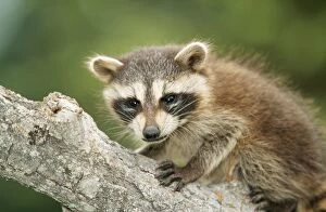 World Wildlife Gallery: North American Raccoon