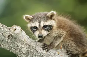 Raccoons Prints: North American Raccoon WAT 3715 Procyon lotor © M. Watson / ardea. com